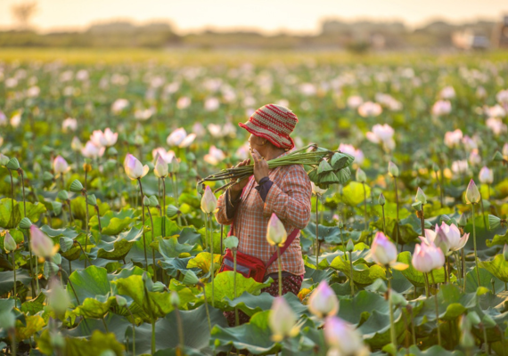 Farmer in lotus field